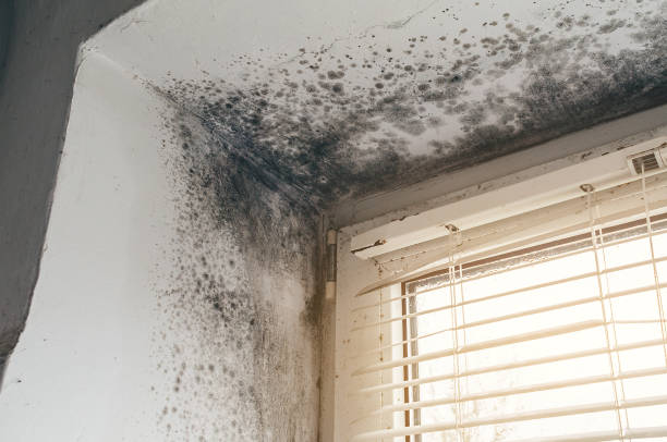 Affordable Crawl Space Mold Removal solutions in Richwood, NJ